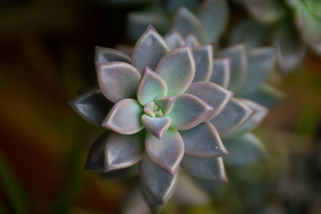 A captivating close-up of a succulent displaying a beautiful rosette pattern.
