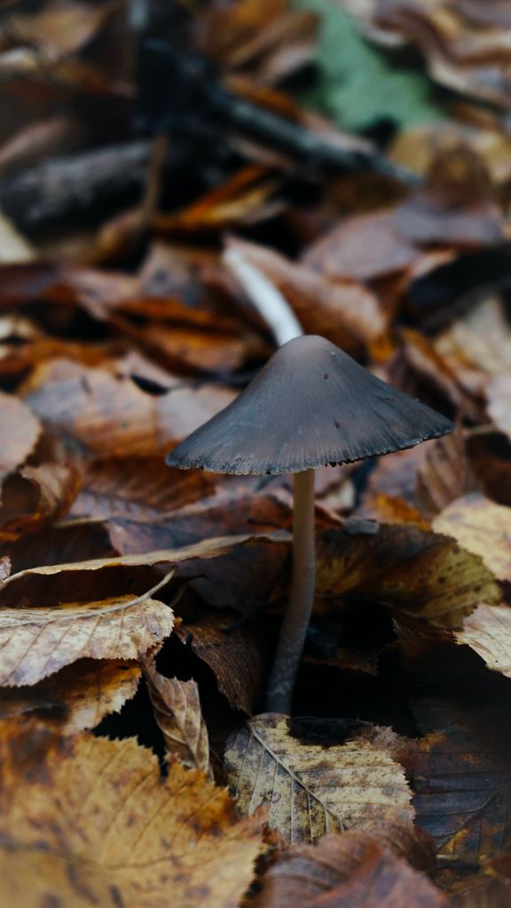 Close-up of a dark mushroom surrounded by autumn leaves in a forest setting.