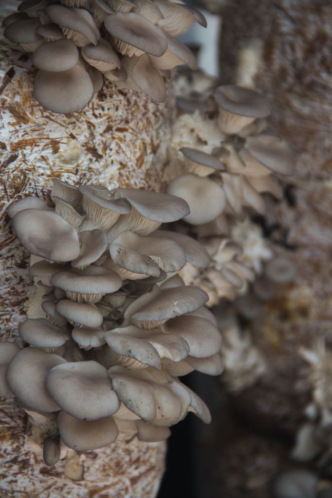 Close-up of gray oyster mushrooms growing on a straw substrate in a fungiculture setting.