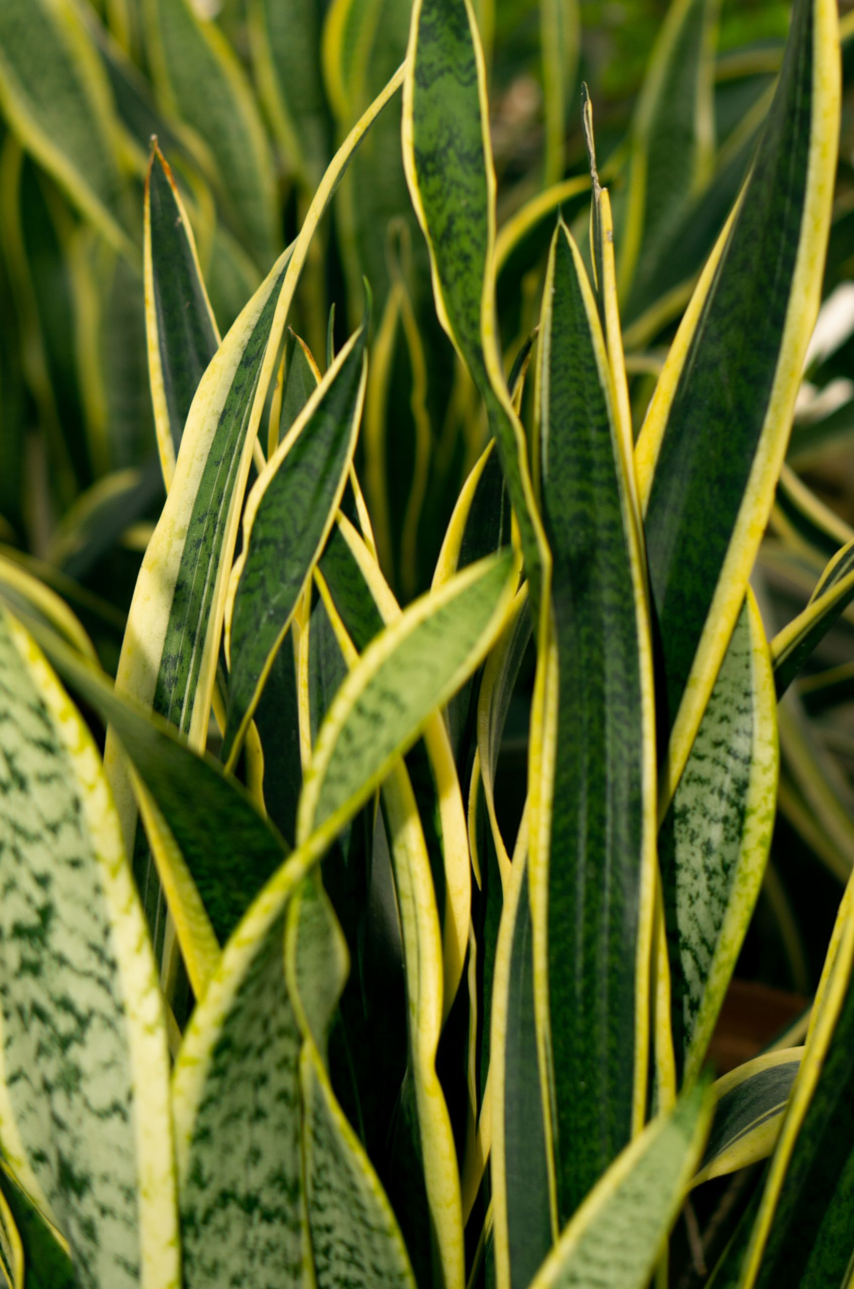 From above verdant lush sansevieria plant with long green leaves growing in light room