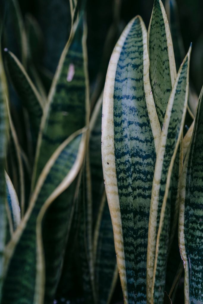 Sansevieria with long white and green foliage with pointed edges growing in house on blurred background
